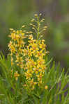 Loomis' yellow loosestrife